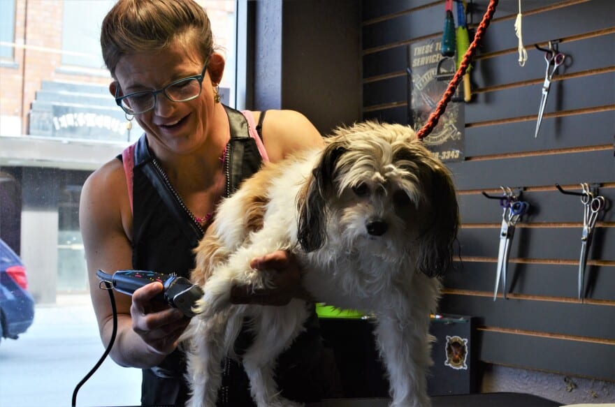 A person grooming a dog in a pet salon.