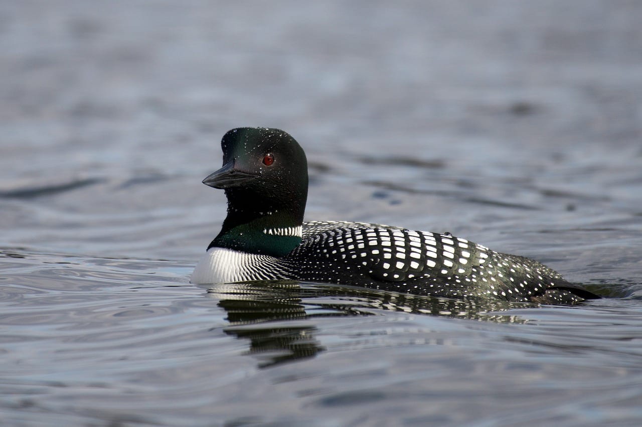 Close-up of a loon swimming on a calm body of water, showcasing its detailed plumage.