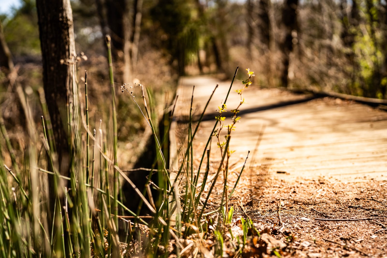 A sunlit wooden boardwalk winding through a natural forest area with dried grasses and trees in early spring in Oneida County, Wisconsin