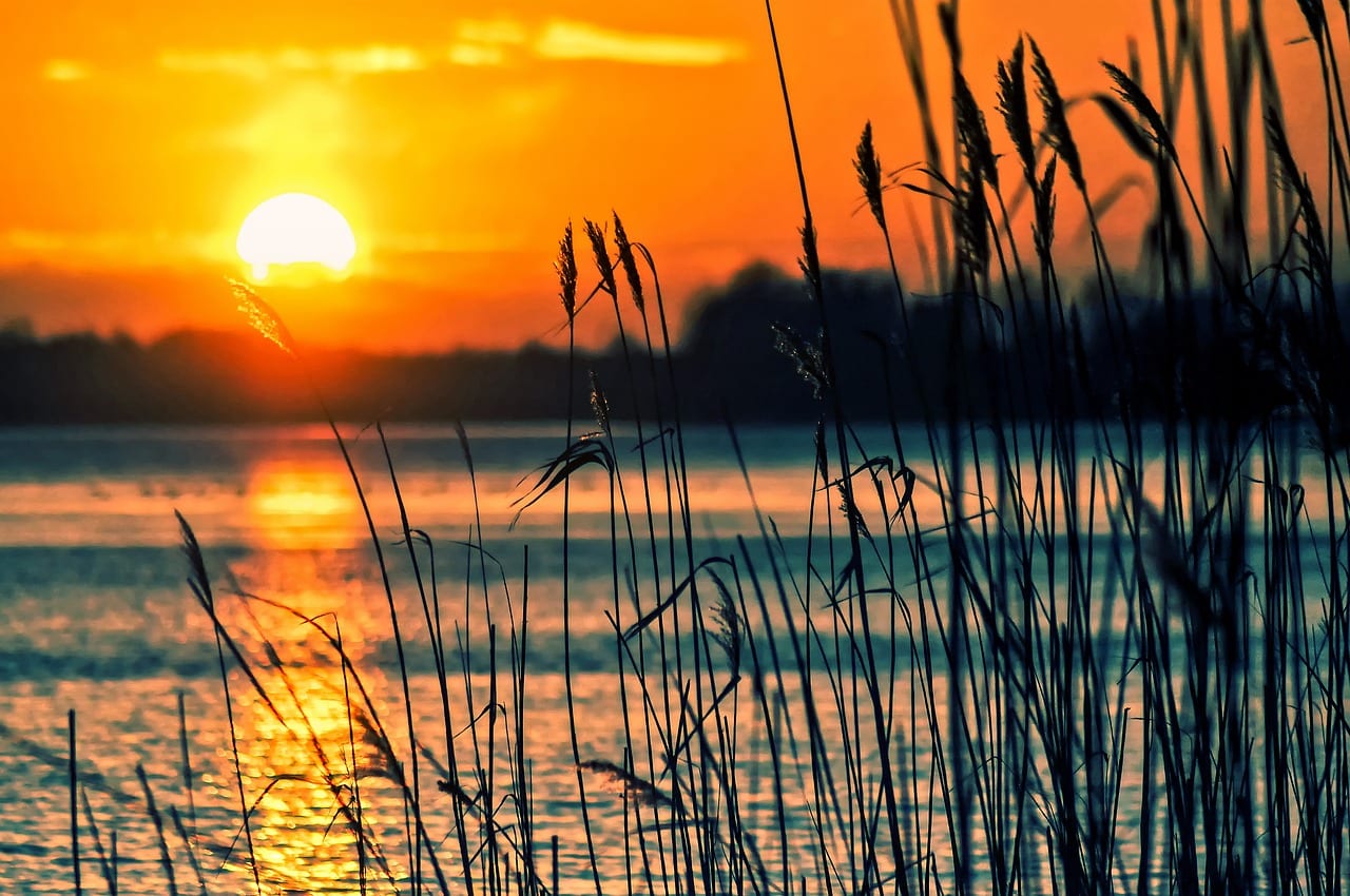 Scenic view of a calm lake at sunset with reeds silhouetted in the foreground.